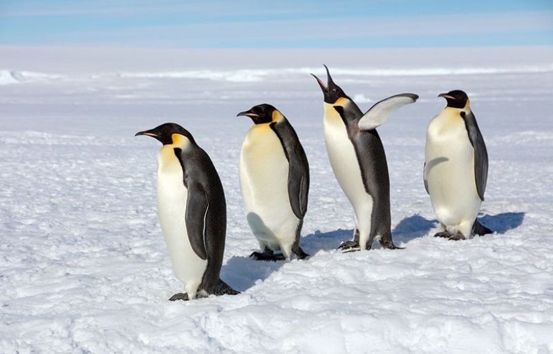 Mộng thấy chim cánh cụt bị tấn công