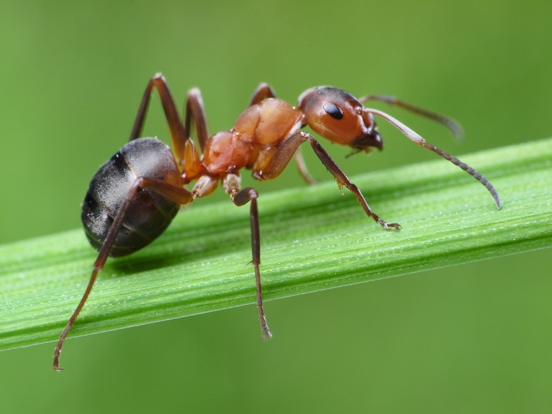 Kiến là loài côn trùng nhỏ bé sống theo bầy đàn và phân bố khắp mọi nơi trên thế giới