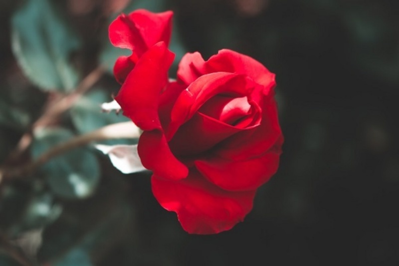 Chiêm bao thấy mình ngắt một bông hoa hồng