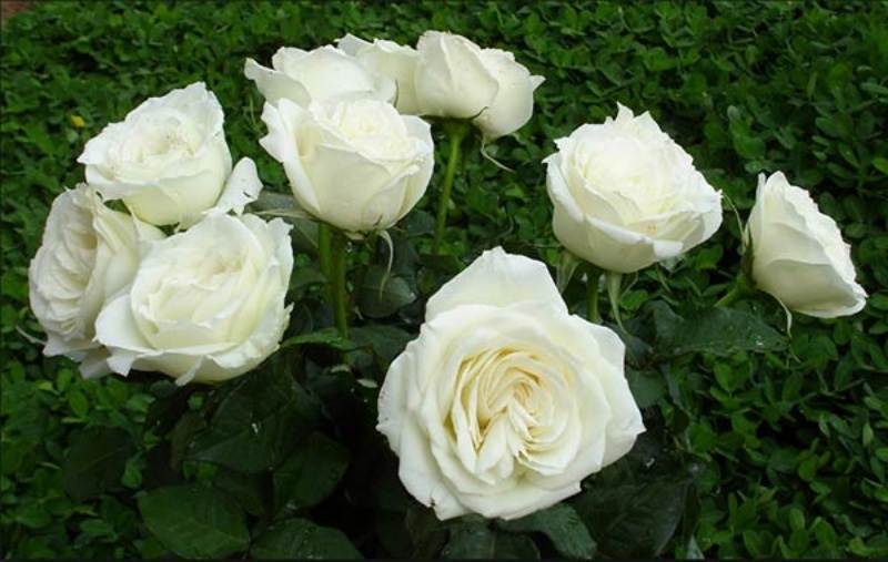 Chiêm bao thấy vườn hoa hồng trắng đua hoa khoe sắc
